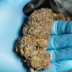 Семена Чуйской Конопли: Описание и Преимущества Сорт Конопли для Выращивания img-13.jpg