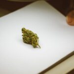 Марихуана и ее использование в современном мире img-1477.jpg