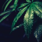 Свойства и применение семени конопли img-2017.jpg