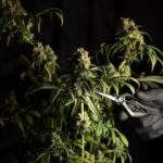 Свойства и параметры опиума его использование и риски связанные с его употреблением img-2111.jpg