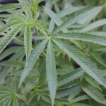 Конопля и ее применение в различных сферах жизни img-2170.jpg