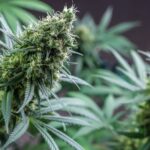 Выращивание конопли введение img-2302.jpg