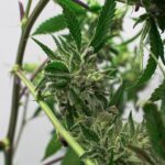 Конопляное семя и его применение в Томске img-2396.jpg