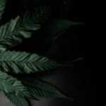 Купить гашиш в СПб и его свойства img-2490.jpg