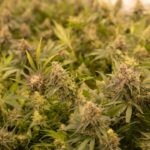 Скорость как наркотическое средство img-2521.jpg