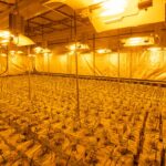 Характеристики и преимущества сорта Domina Haze феминизированные семена конопли от Kannabia Seeds img-2712.jpg