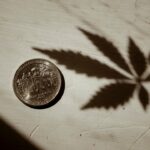 Сорта конопли и их характеристики img-2890.jpg