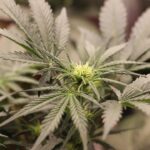 Семена конопли в Омске свойства и цены img-3048.jpg