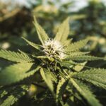 Свойства и польза семян конопли для здоровья и кулинарии img-3087.jpg