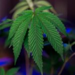 Наркотики и их классификация img-510.jpg