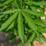 Полезные свойства семян конопли и их использование в кулинарии img-532.jpg