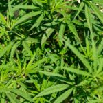 Купить Семена Конопли в Тольятти img-716.jpg