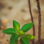 Торговля опиумом и его свойства img-72.jpg