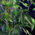 Семена конопли и их миксы в здоровом питании img-83.jpg