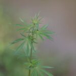 Свойства и преимущества мыла с семенами конопли img-847.jpg